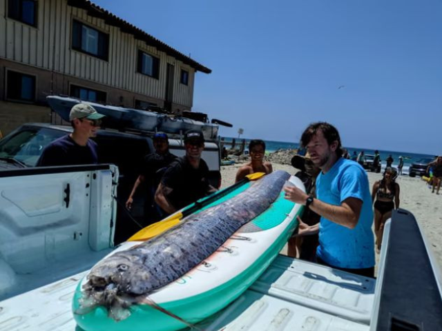 Photo: Mysterious 'doomsday fish' washes up on California beach